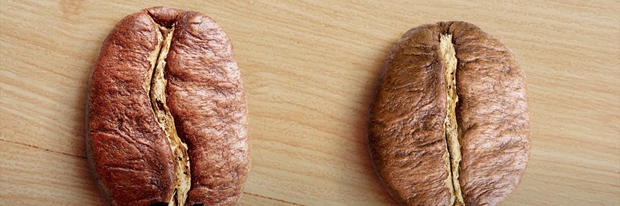 Arabika vs robusta