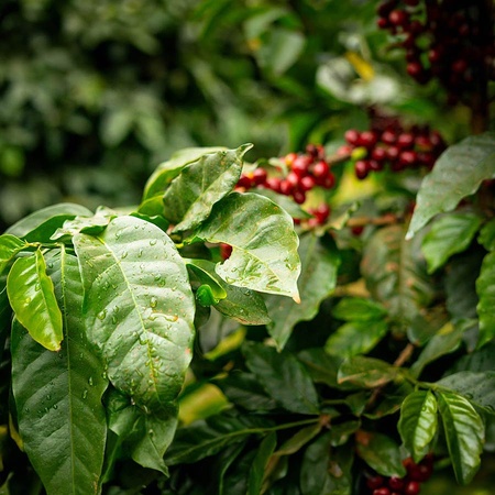 Kávovník odrodovej kávy Single origin