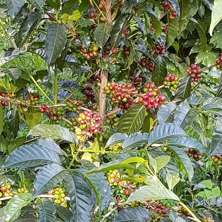 Ethiopia Bale Mountain