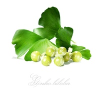 Ginko biloba a jeho účinky