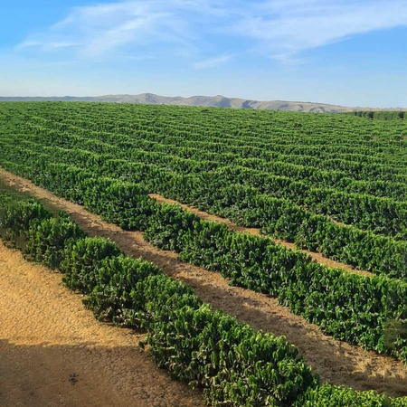 Plantáž na pestovanie výberovej kávy Brazil Santa Luzia