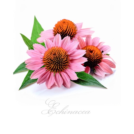 Echinacea a jej liečivé účinky