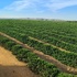 Plantáž na pestovanie výberovej kávy Brazil Santa Luzia