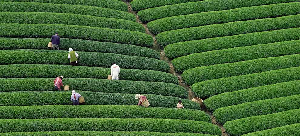 Pestovanie čaju